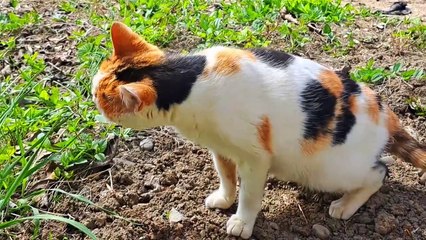 Cute pregnant cat resting