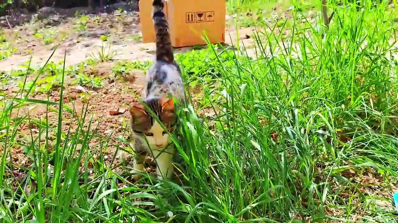 A pregnant cat and a male cat eat together #hungrycats #catvideos #streetcats