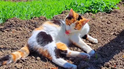 Cute pregnant cat resting #catvideos #meowing #cutecats