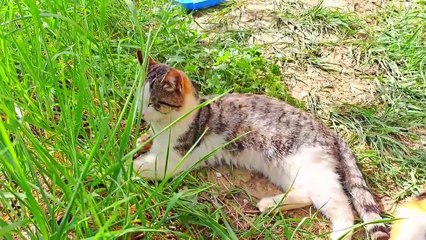 A pregnant cat and a male cat rest together  #catvideos