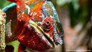 How are chameleons able to change color?