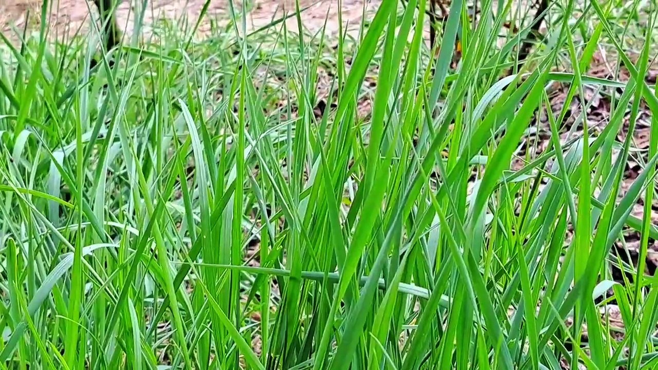 Cute pregnant cat resting  #catvideos #meowing #streetcats