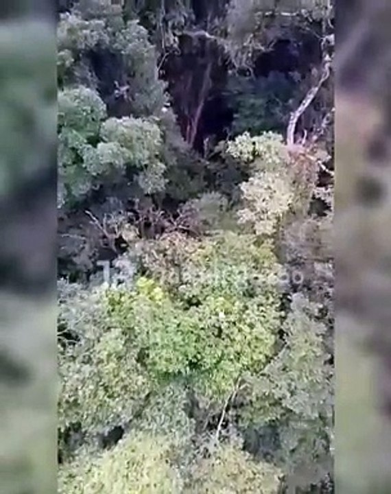 Vídeos mostram buscas com helicóptero no local da queda de avião em SC