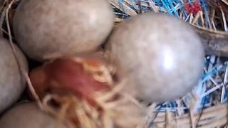 Wagtail chicks hatching