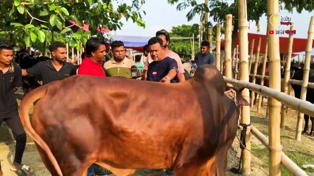 ভাই কত 2024! হযরতপুর হাট থেকে কোরবানির গরু কে কত দামে কিনেছে_ কোরবানির গরু 2024