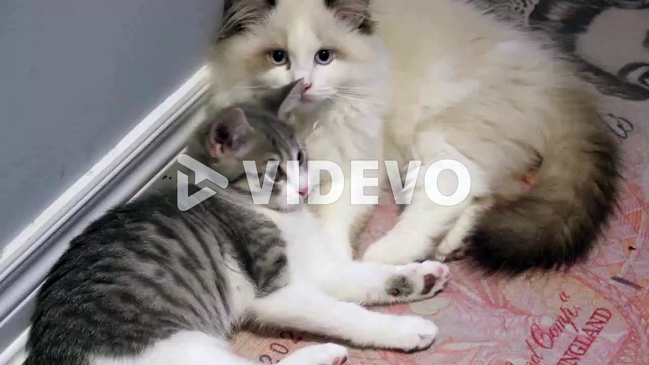 Funny cat video