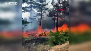 Bursa'da orman yangını