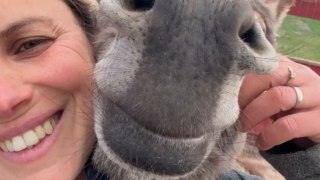 Adorable donkey living its best life at an animal rescue in Romania