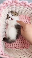 When God sends you a funny cat  Funniest cat ever