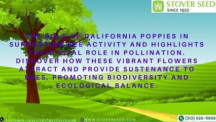 The Role of California Poppies in Boosting Bee Activity