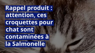 Rappel produit : attention, ces croquettes pour chat sont contaminées à la Salmonelle