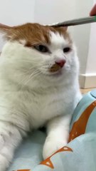 प्यारे बिल्ली के बच्चे //lovely kittens // Cute cat  #cat  #shorts