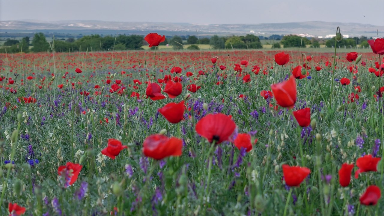 Kütahya'da gelincikler açtı: Tarlalar kırmızıya boyandı!