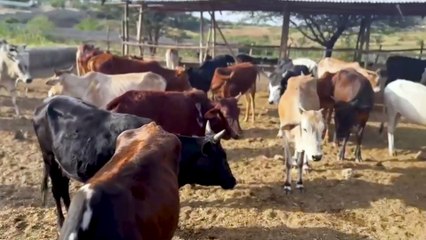 Etiyopya Kurban Hazırlıkları