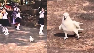 Parrot steals the show with hilarious dances moves during parade