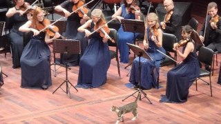 Stray cat steals the limelight during classical music performance