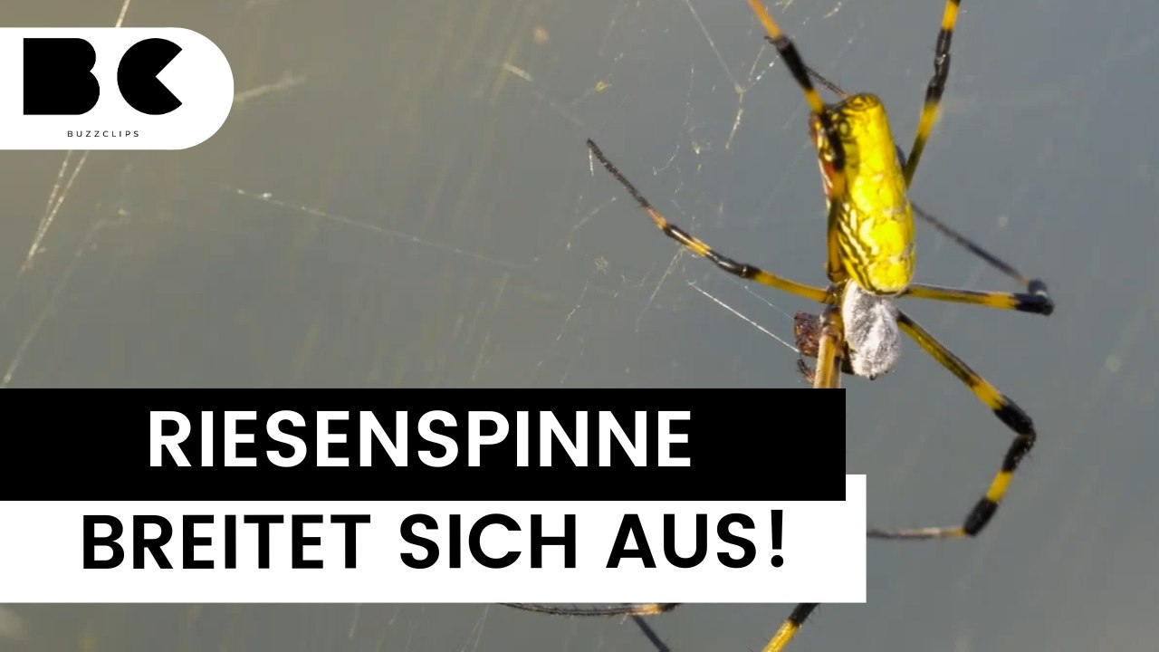 Asiatische riesenspinne trichonephila clavata breitet sich aus