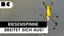Asiatische Riesenspinne Trichonephila clavata breitet sich aus