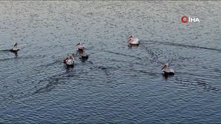 Pelikanlar o gölü mesken tuttu