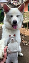 Siberian husky white