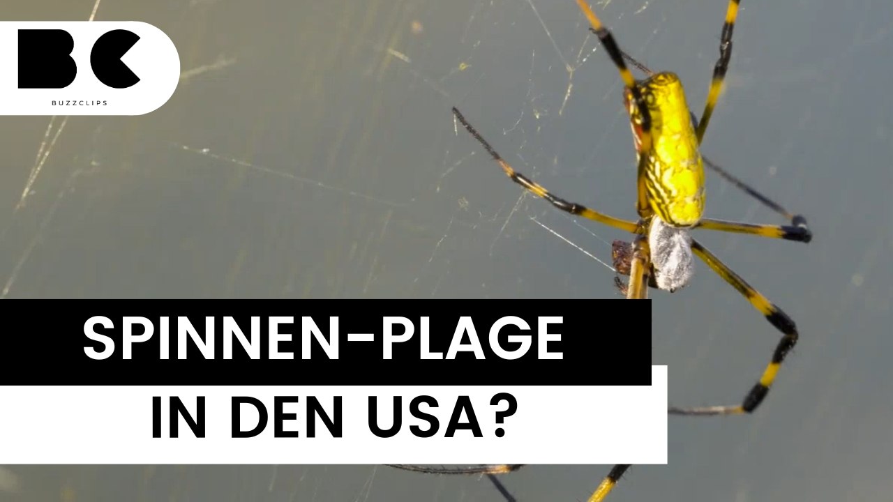 Trichonephila clavata: riesige spinne bald auch in deutschland?