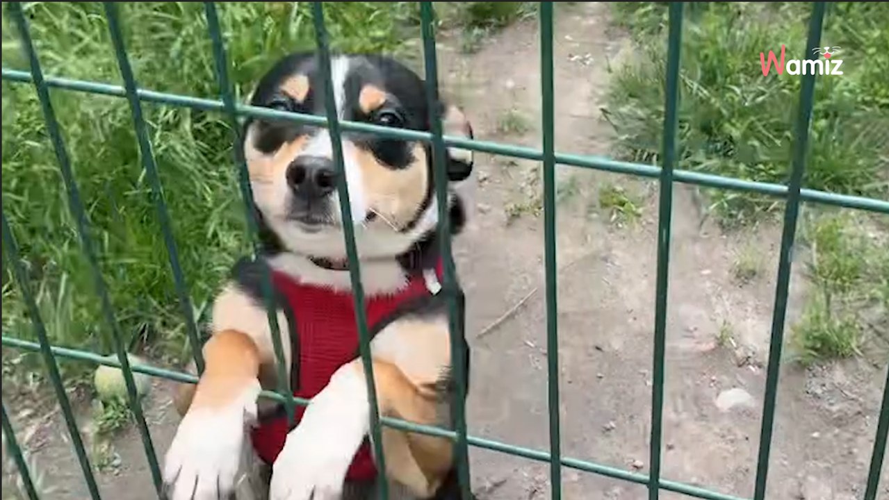 Kumpel prosi o dom najpiękniej jak potrafi, ale nikt o niego pyta