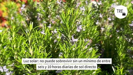 Las seis reglas de oro para cultivar tu propio romero en casa con éxito y de forma fácil
