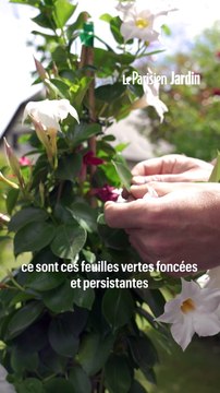 Comment bien cultiver un dipladénia en pot ?