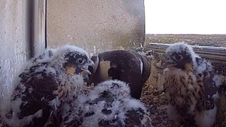 Peregrine Falcons at University of Leeds