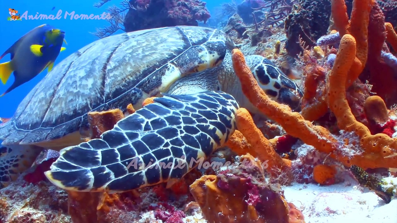 The most interesting animals: elephants, pandas, goats, chickens, pigs,....