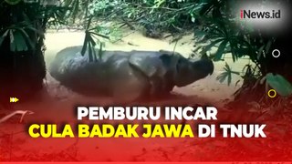 Diincar Culanya, 26 Badak Jawa di Taman Nasional Ujung Kulon Mati Ditangan Pemburu