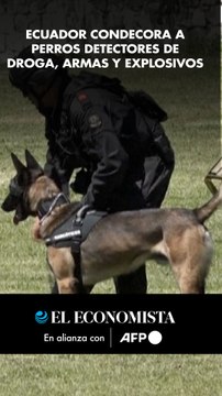 Ecuador condecora a perros detectores de droga, armas y explosivos