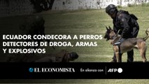 Ecuador condecora a perros detectores de droga, armas y explosivos