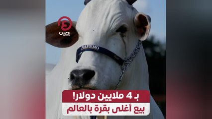 بـ4 ملايين دولار!.. بيع أغلى بقرة بالعالم