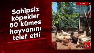 Hatay'da sahipsiz köpekler 50 kümes hayvanını telef etti