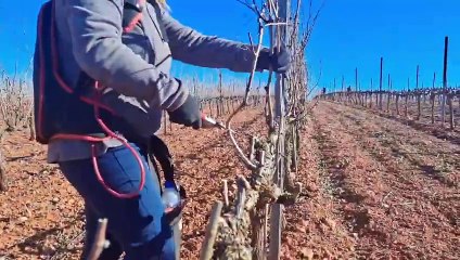 Así es el trabajo en las viñas de altura en Fuentenebro