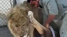 Lion taking bath