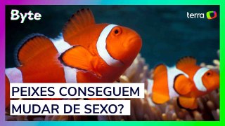Peixes conseguem mudar de sexo e até alternar entre gêneros