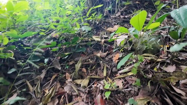 Solo Girl Camping In The Mountains With Dog - Adventures