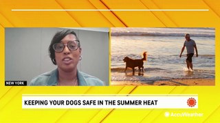 Keeping your dogs safe in the summer heat