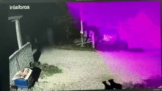 Imagens mostram homens agredindo cães com tijolos e barras de ferro em Piraquara; suspeitos foram indiciados por maus-tratos