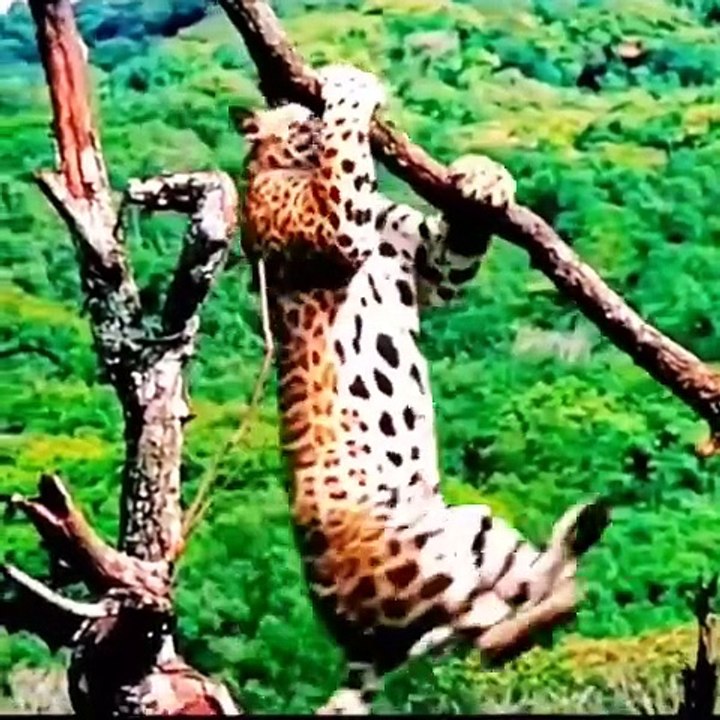 Funniest Animals 2023 - Funny jeeta and  - This video highlights some of the funniest moments captured with cats and dogs in 2023. See it here​ (YouTube)​.  Enjoy watching these videos for a good laugh!