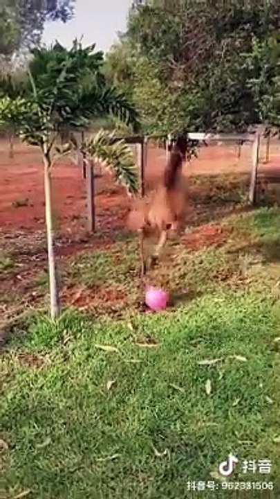 Talented eidit video