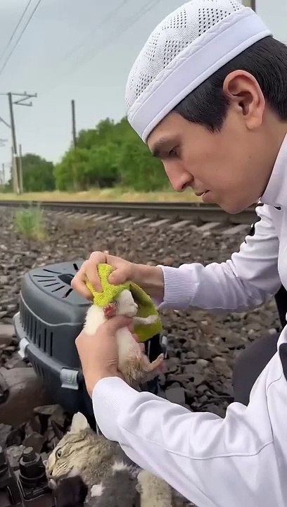 The hero who saved the cats ( cat ) ( kitten )