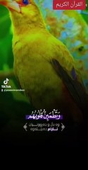 القرآن الکریم #aqwal e zareen #aqwal e Adab #Knowledge voice #Subbanallah