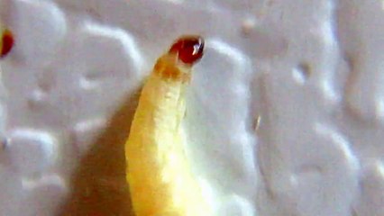 Food Moth Caterpillar can bite you hard-Look at its Mandibles