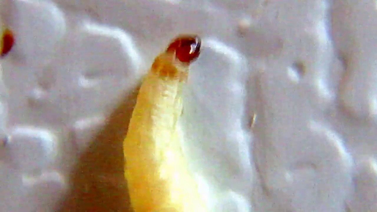 Food Moth Caterpillar can bite you hard-Look at its Mandibles