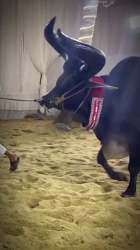 أجمل حيوانات عيد الأضحى Eid-ul-Azha ke khubsurat janwar