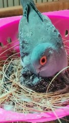 Diamond Dove chicks shorts