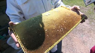 Sauver les abeilles avec des vidéos